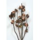 HAKEA 5-9 PODS 14"  Natural